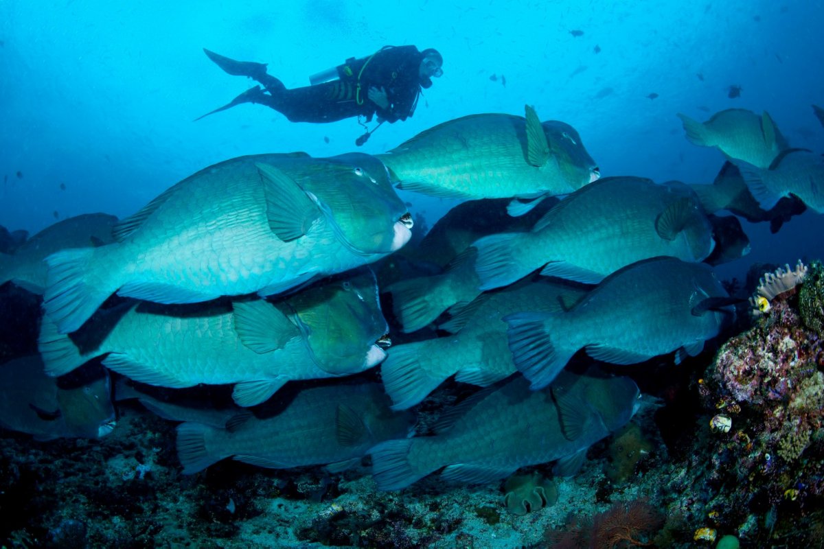 Дайвинг-сафари Удивительный Палау
